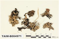 藏品(袋梅衣屬)的圖片